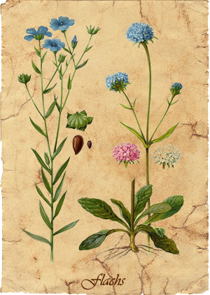 HerbariumFlachs.png