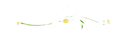 Daisy1.png