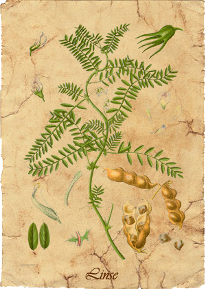 HerbariumLinse.png