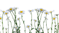 Daisyset.png