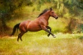 Galloping-horse.jpg