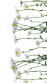 Daisywall.png